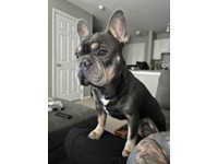 Lost Pet Image