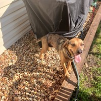 Lost Pet Image