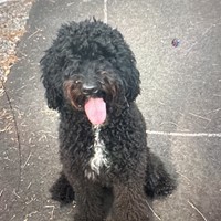 Lost Pet Image