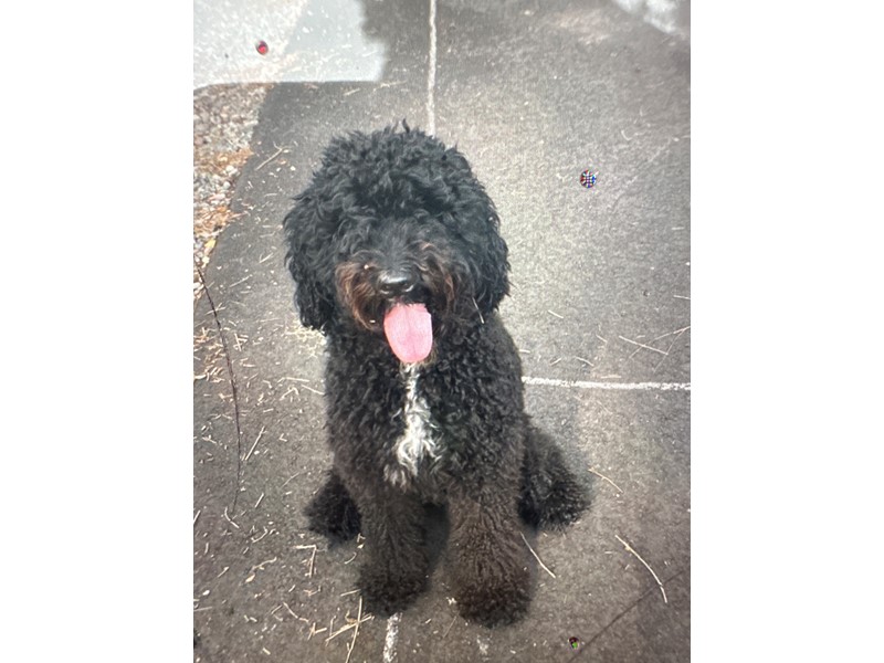 Pet Photo