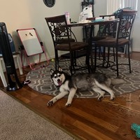 Lost Pet Image
