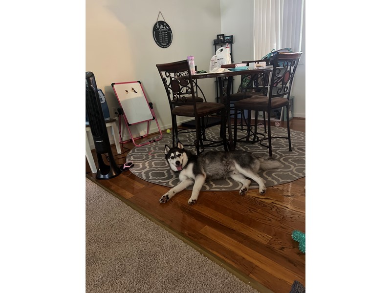 Pet Photo