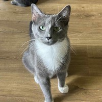 Lost Pet Image