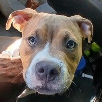 Lost Pet Image