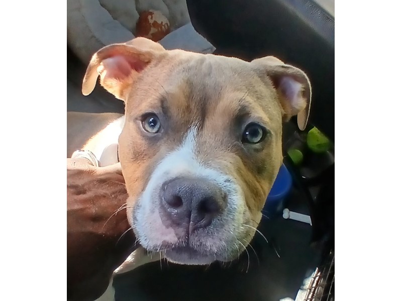 Pet Photo