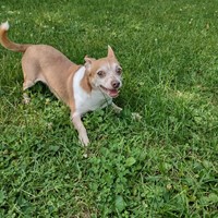 Lost Pet Image