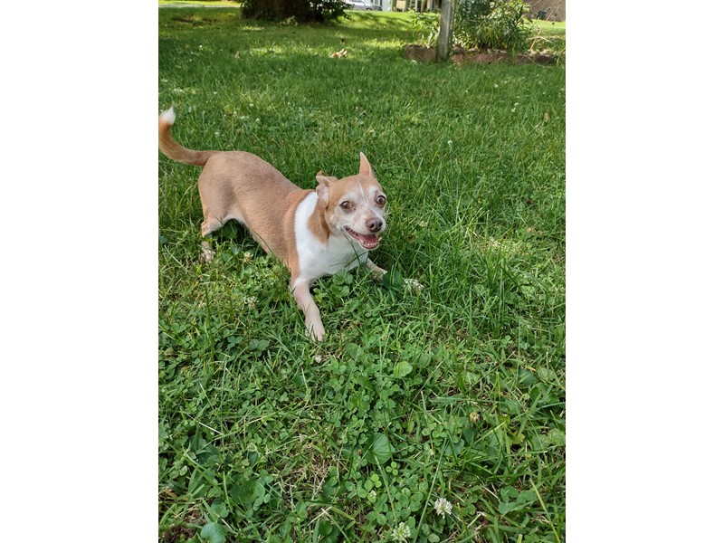 Pet Photo