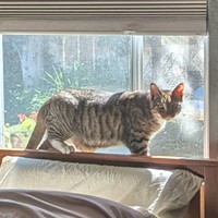 Lost Pet Image