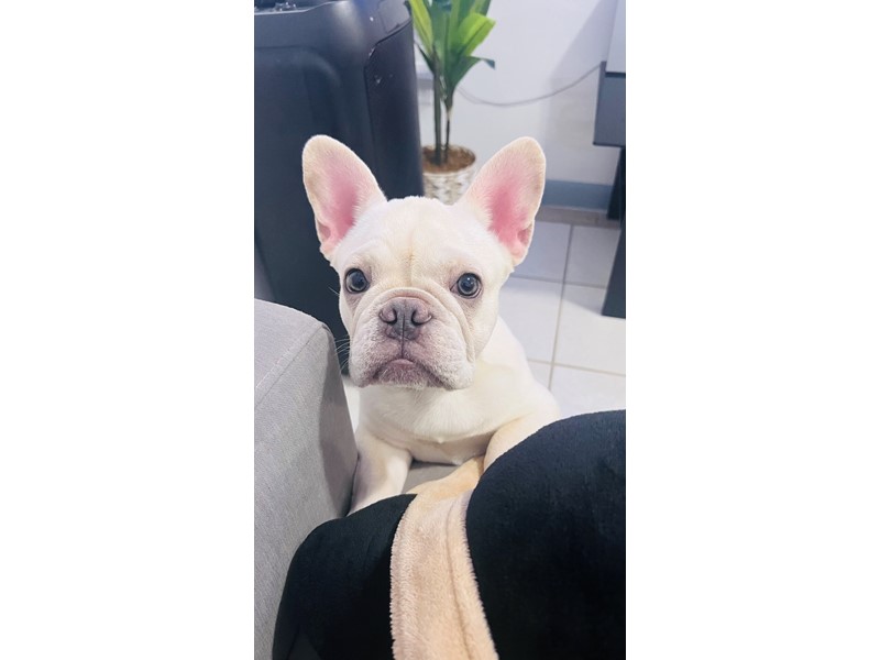 Pet Photo