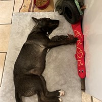 Lost Pet Image