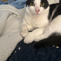 Lost Pet Image