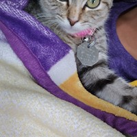 Lost Pet Image