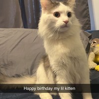 Lost Pet Image