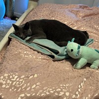 Lost Pet Image