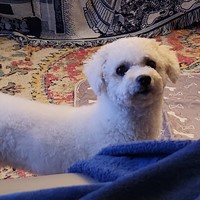Lost Pet Image