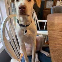 Lost Pet Image