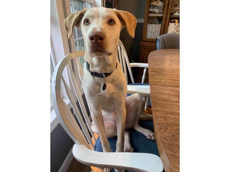 Pet Photo