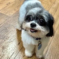 Lost Pet Image