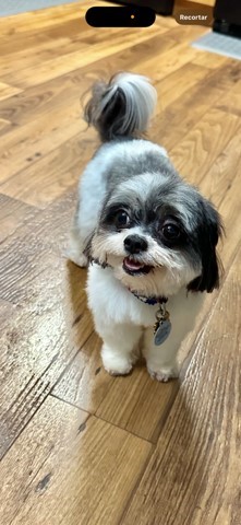 Pet Photo