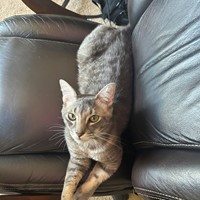 Lost Pet Image