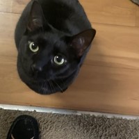 Lost Pet Image