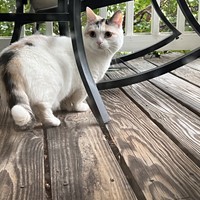 Lost Pet Image
