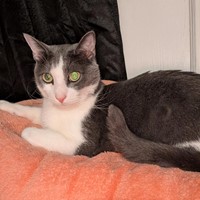 Lost Pet Image