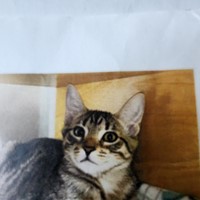 Lost Pet Image