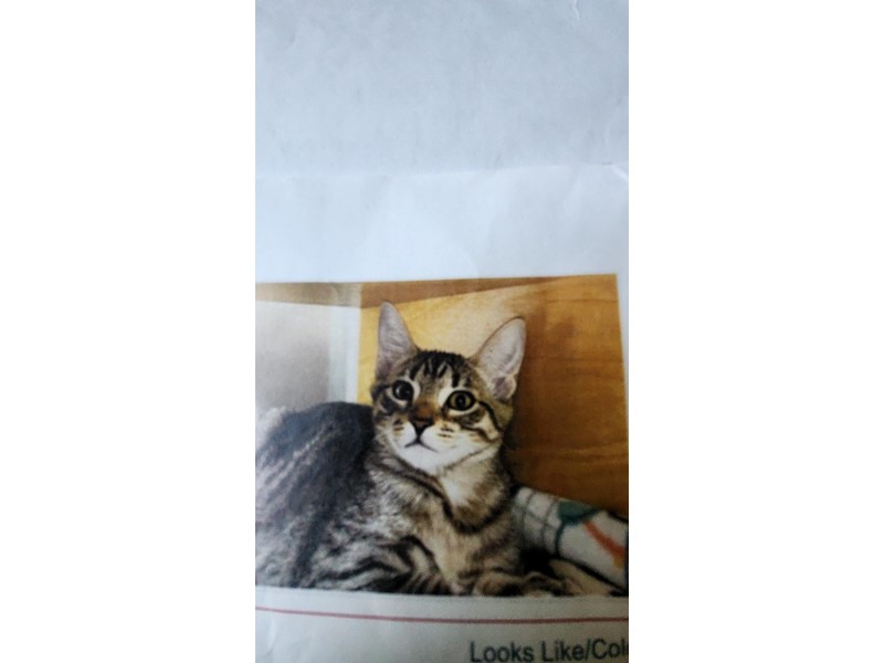 Pet Photo