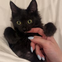 Lost Pet Image