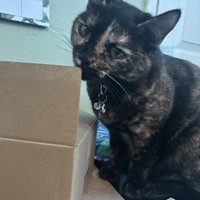 Lost Pet Image
