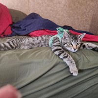 Lost Pet Image