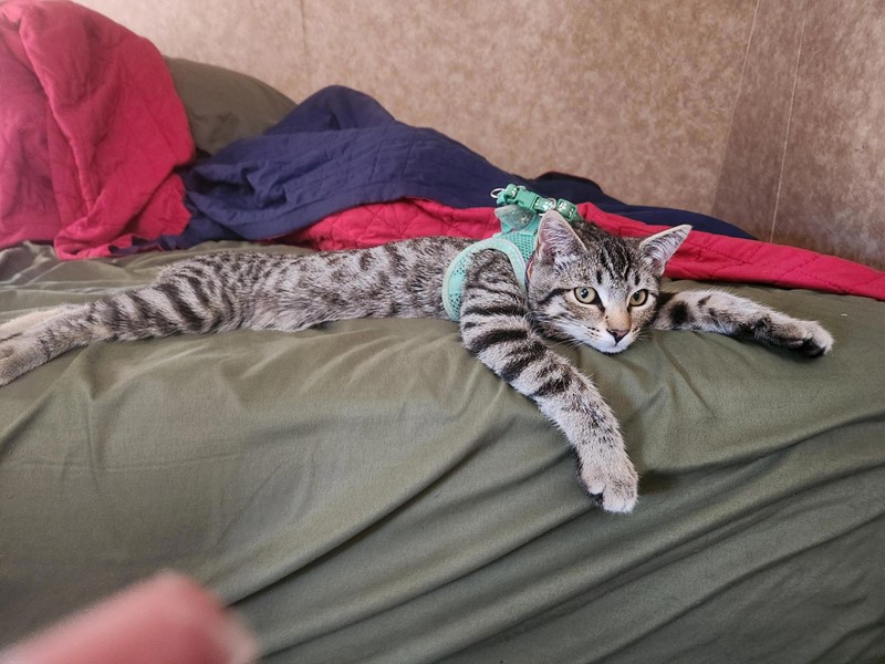 Pet Photo