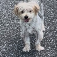 Lost Pet Image