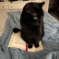 Lost Pet Image