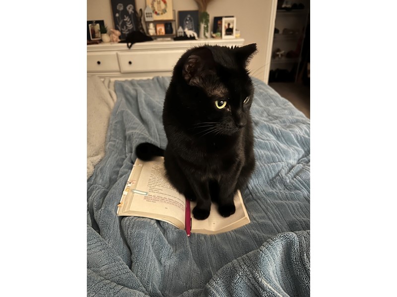 Pet Photo