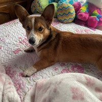 Lost Pet Image