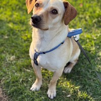 Lost Pet Image