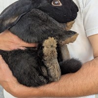 Lost Pet Image