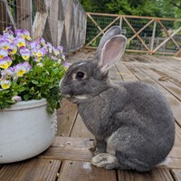 Lost Pet Image