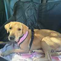 Lost Pet Image