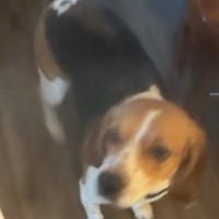Lost Pet Image