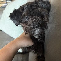 Lost Pet Image
