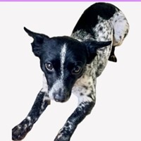 Lost Pet Image