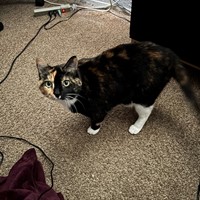 Lost Pet Image