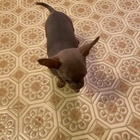 Lost Pet Image