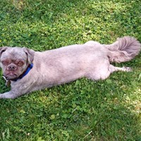 Lost Pet Image