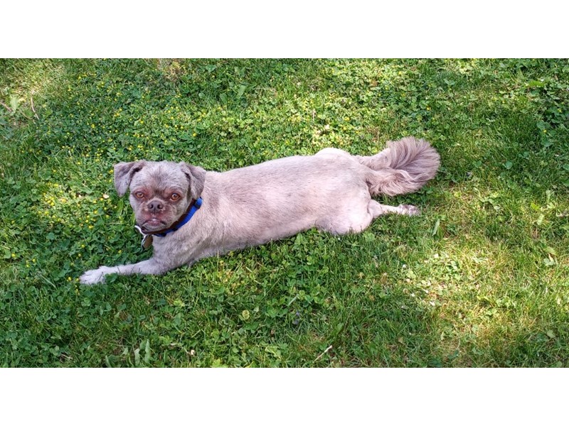 Pet Photo