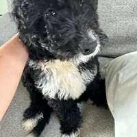 Lost Pet Image