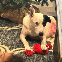Lost Pet Image